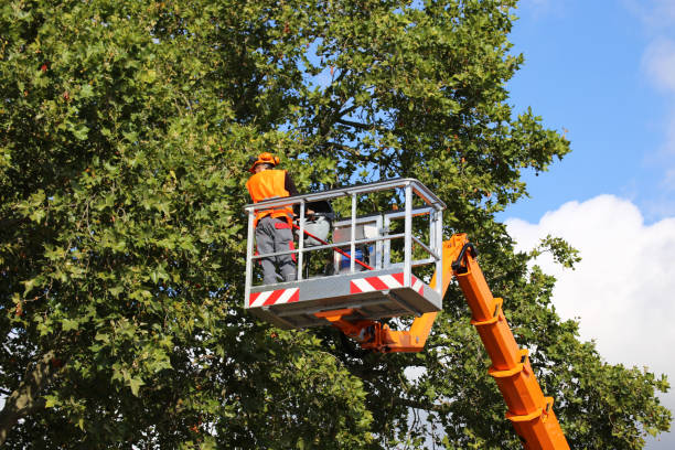 Best Tree Removal  in Lowell, MA