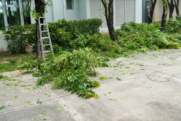 Best Leaf Removal  in Lowell, MA