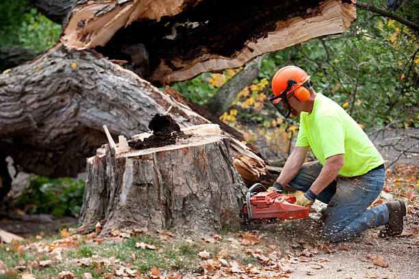 Why Choose Our Tree Removal Services in Lowell, MA?